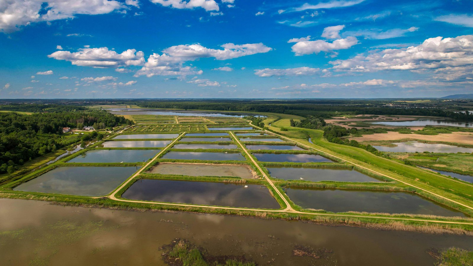 Piscinas de camarones