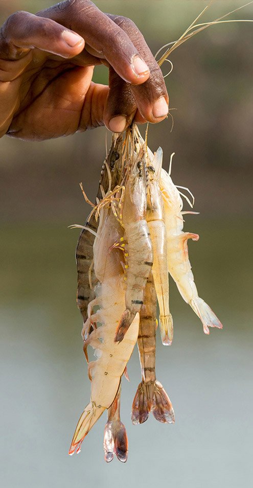 Camarones cultivados