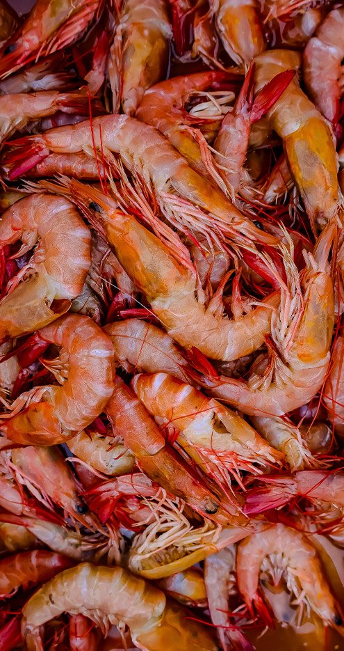 Cultivo de camarones