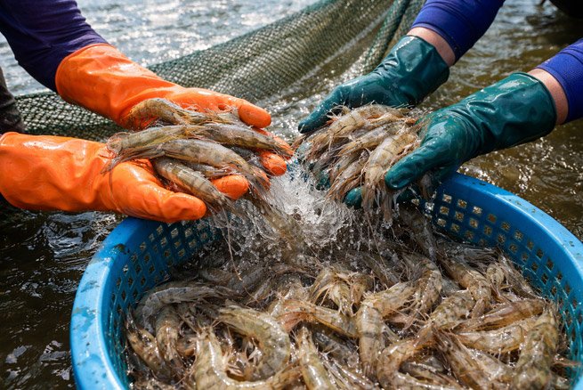 Recolección de camarones