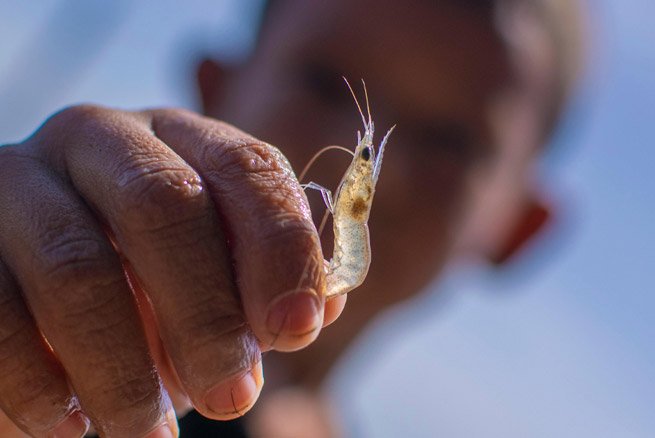 Recolección de camarones
