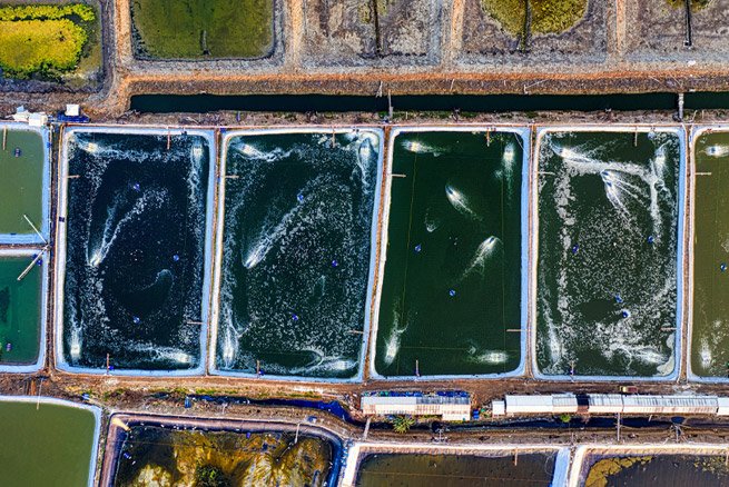 Varias piscinas de camarón