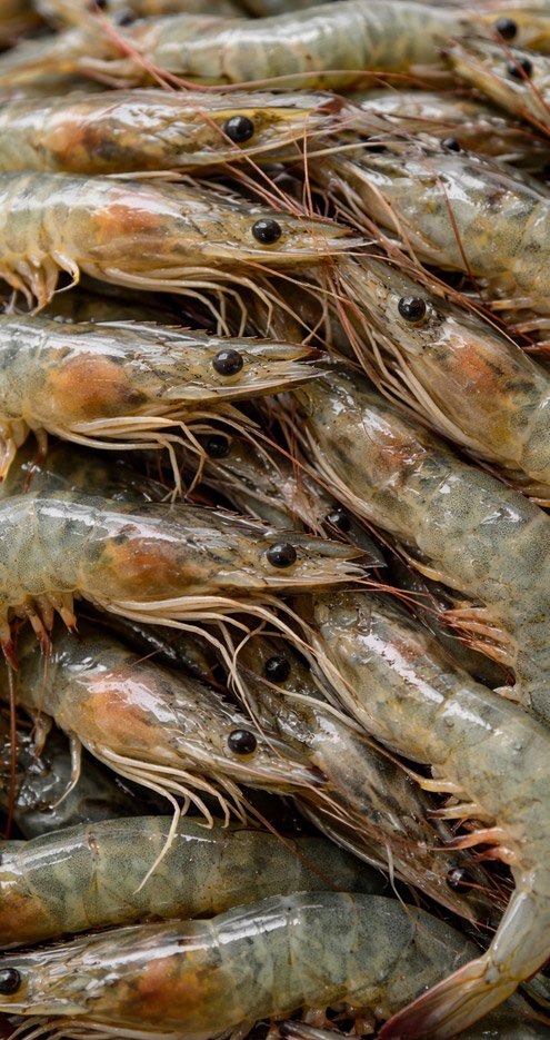 Cultivo de camarones