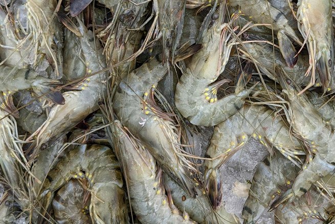 Cultivo de Camarones