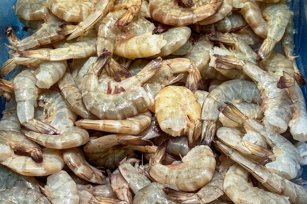 Grupo de camarones