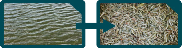 Proceso de optimización de cultivos de camarón de Aquajoy