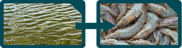 Proceso de optimización de cultivos de camarón de Aquajoy