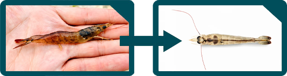 Proceso de optimización de cultivos de camarón de Caregut