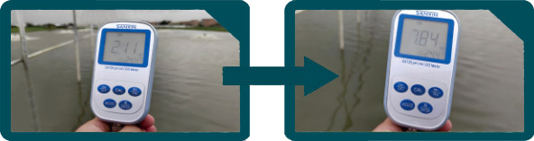 Proceso de optimización de cultivos de camarón de Oxyplus